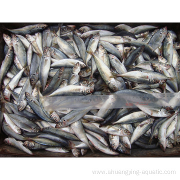 Frozen Horse Mackerel Whole Round Fish Competitive Price